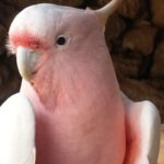 Profiilikuva käyttäjälle MR.SMOKEHEAD