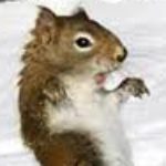 Profiilikuva käyttäjälle DINOSWERIlkku08FIN